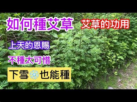 艾草風水|如何按照風水來擺設艾草？（特徵、方位、共同擺設的植物）